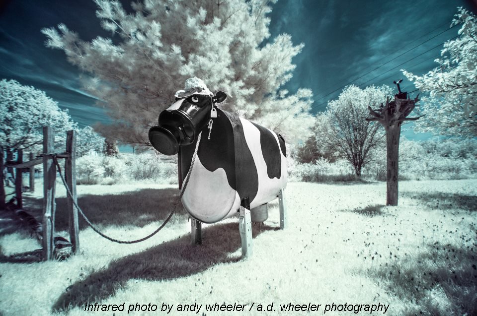 cow